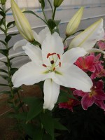 [5379 Meriva VZ No01.JPG]